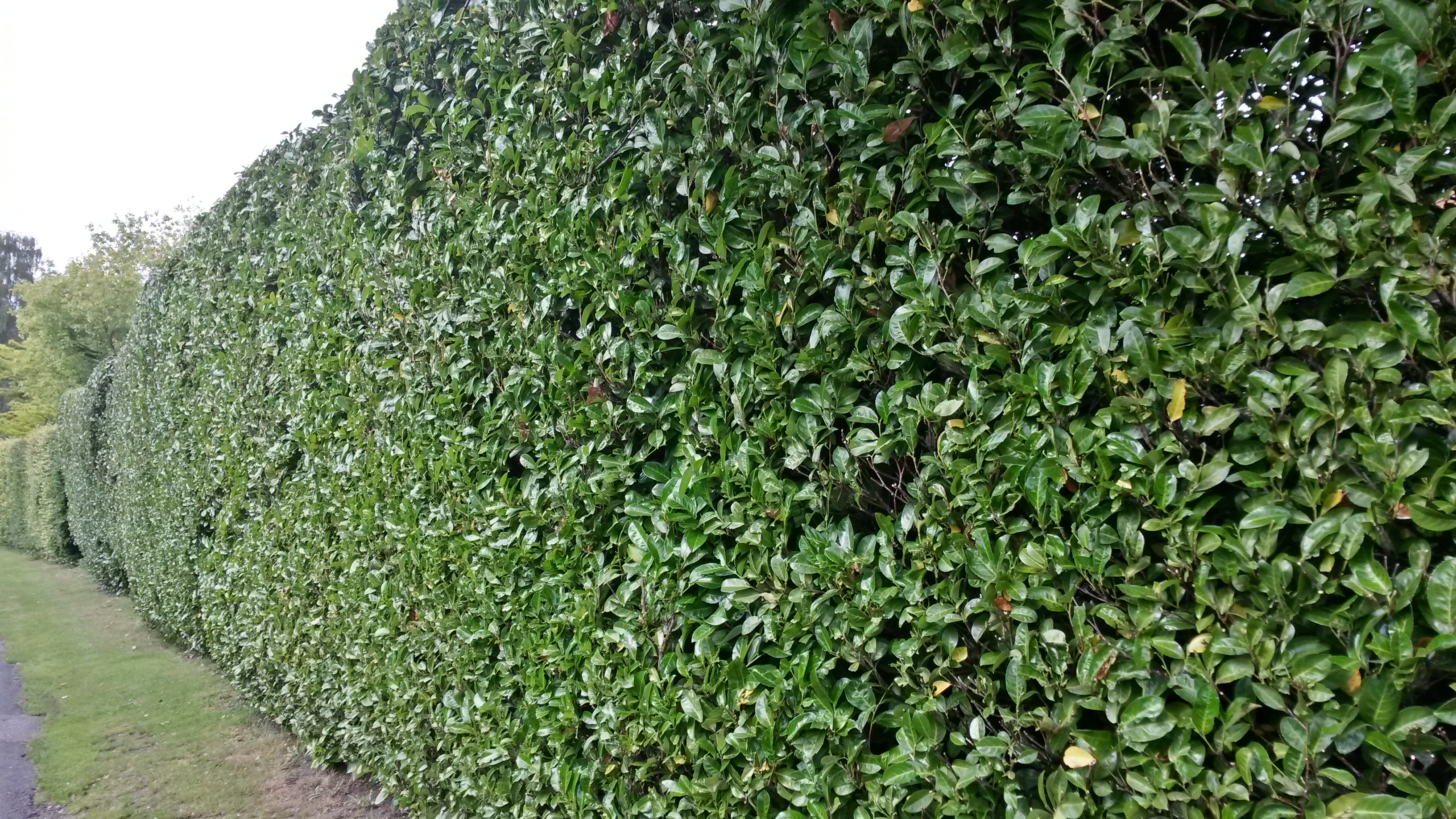 Privacy trees with some special considerations Garden